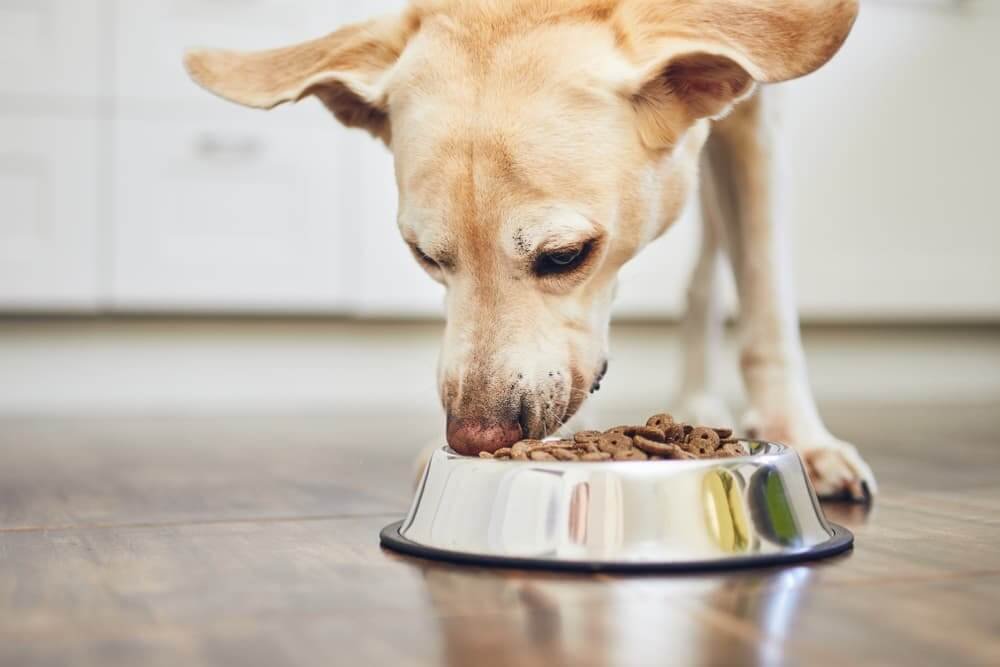 dietary requirements for dog with cerebellar hypoplasia