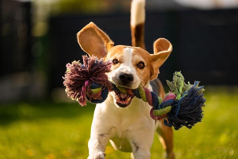 engaging in regular exercise for dog