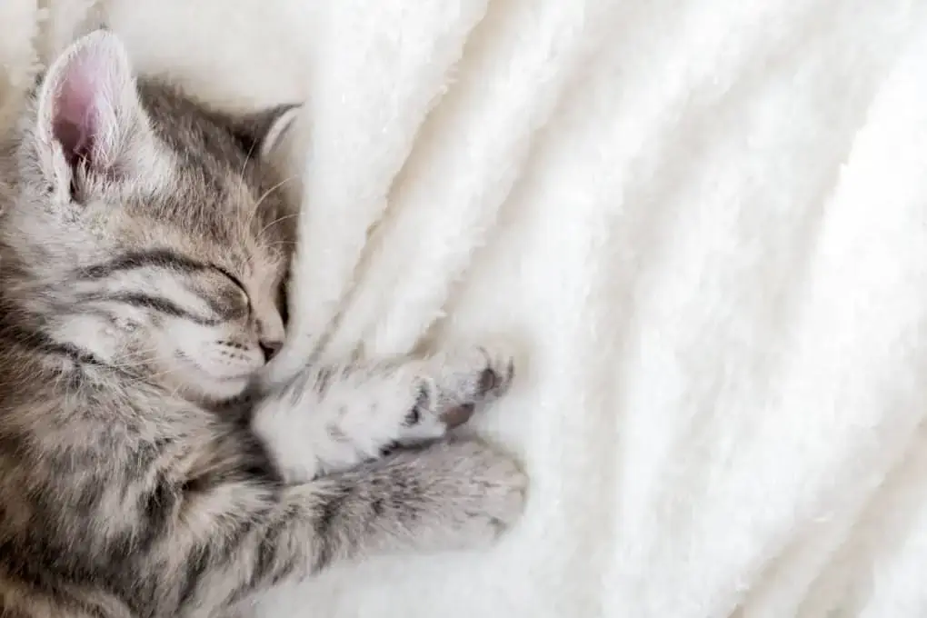 Ensuring the sleeping area is quiet and free from distractions