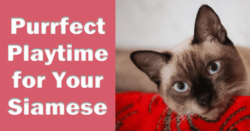 Best toys for Siamese Cats