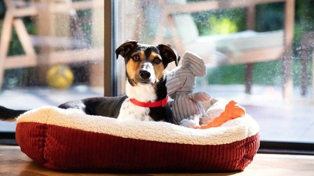 give your pup a peaceful atmosphere to recover