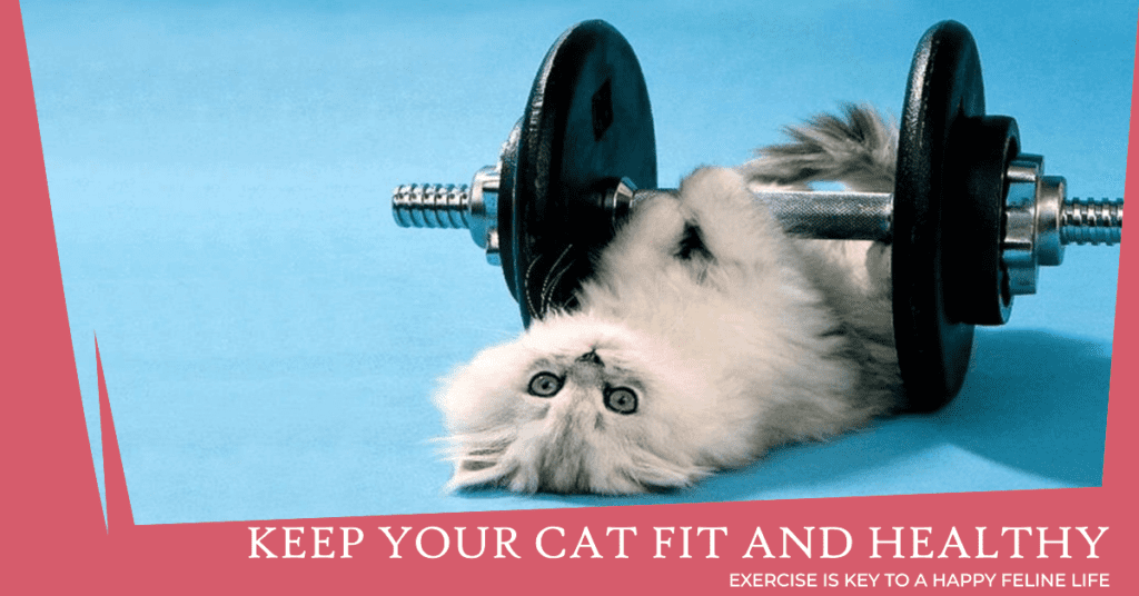 Importance of exercise for cats