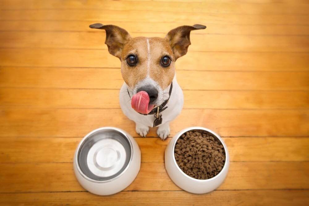 individual dogs may need unique diets