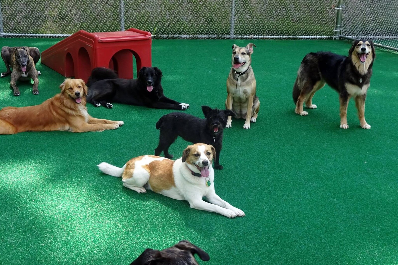 location affects dog day care prices
