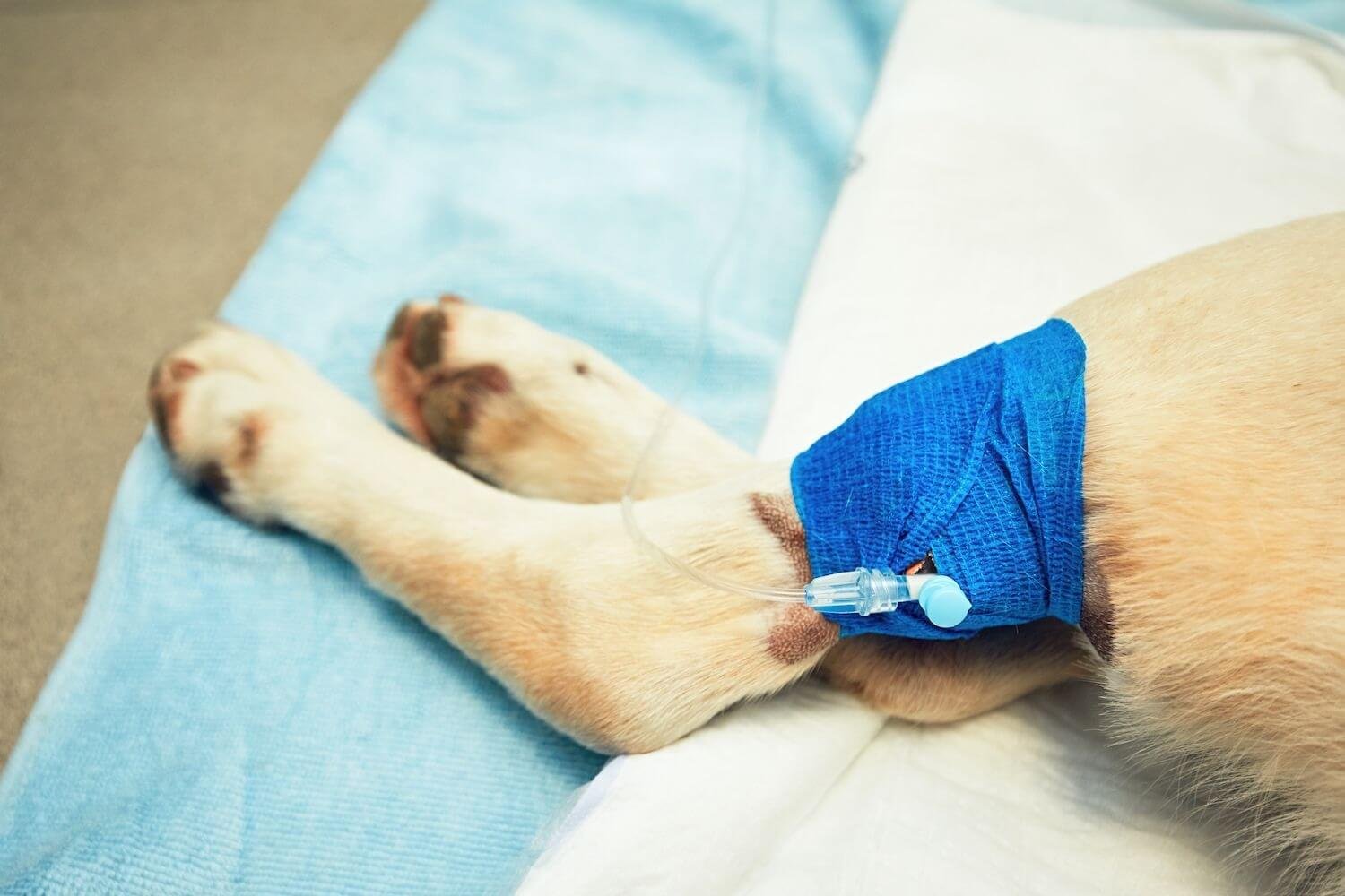 looking after your pooch following leg surgery is essential