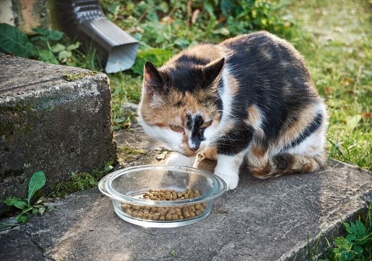 meals for an Outdoor Cat