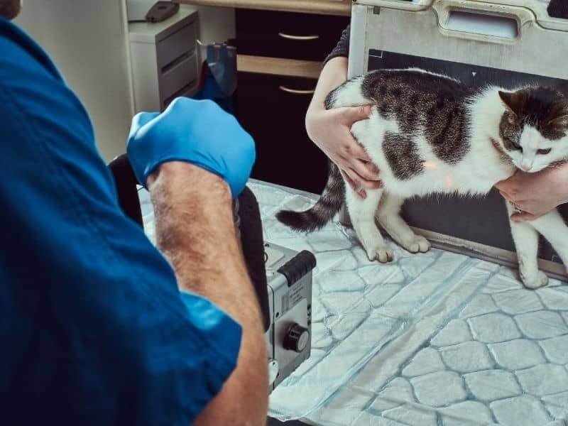 picking a vet for a stray cat close by with hours that fit a stray cat's needs