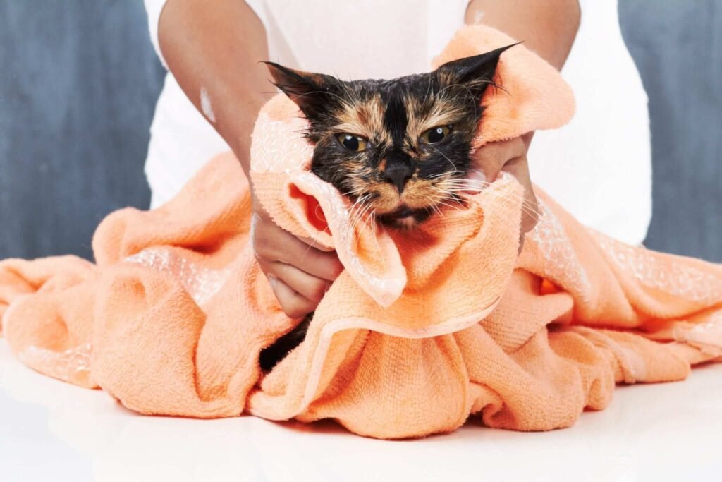 Post-Injection Care for Cats
