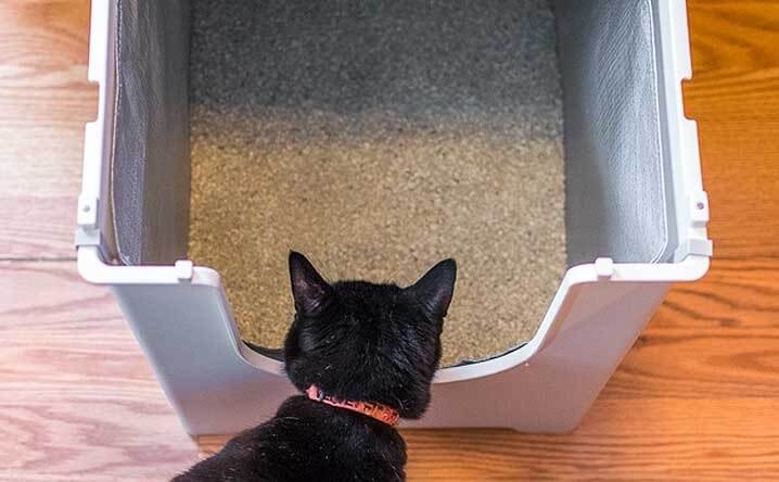 providing alternative litter boxes in different parts of the house