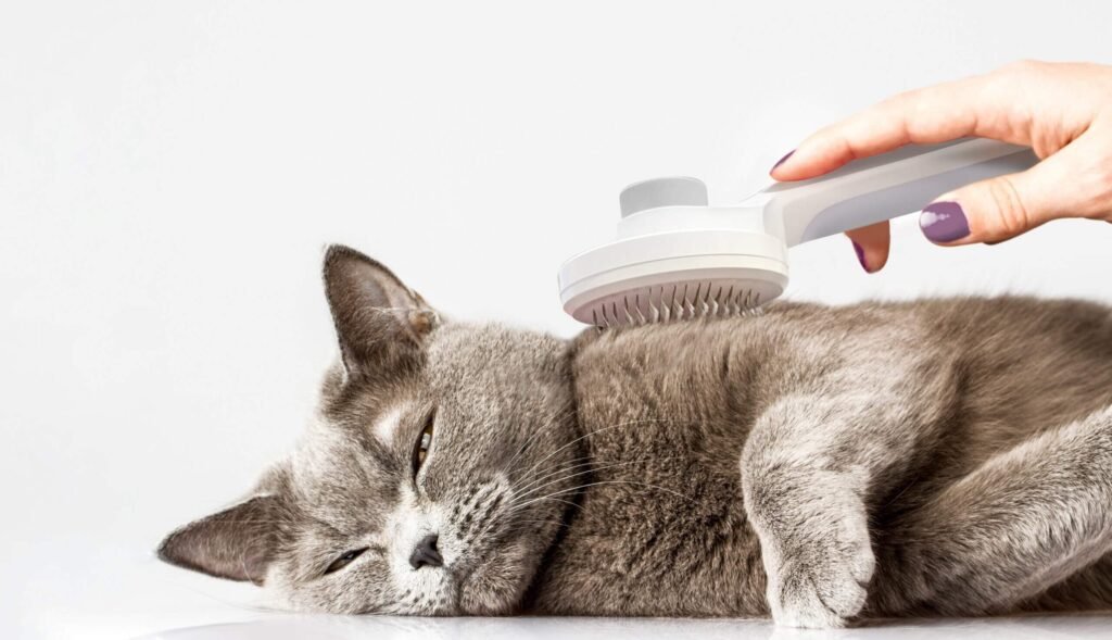 Step-by-step process for grooming a cat