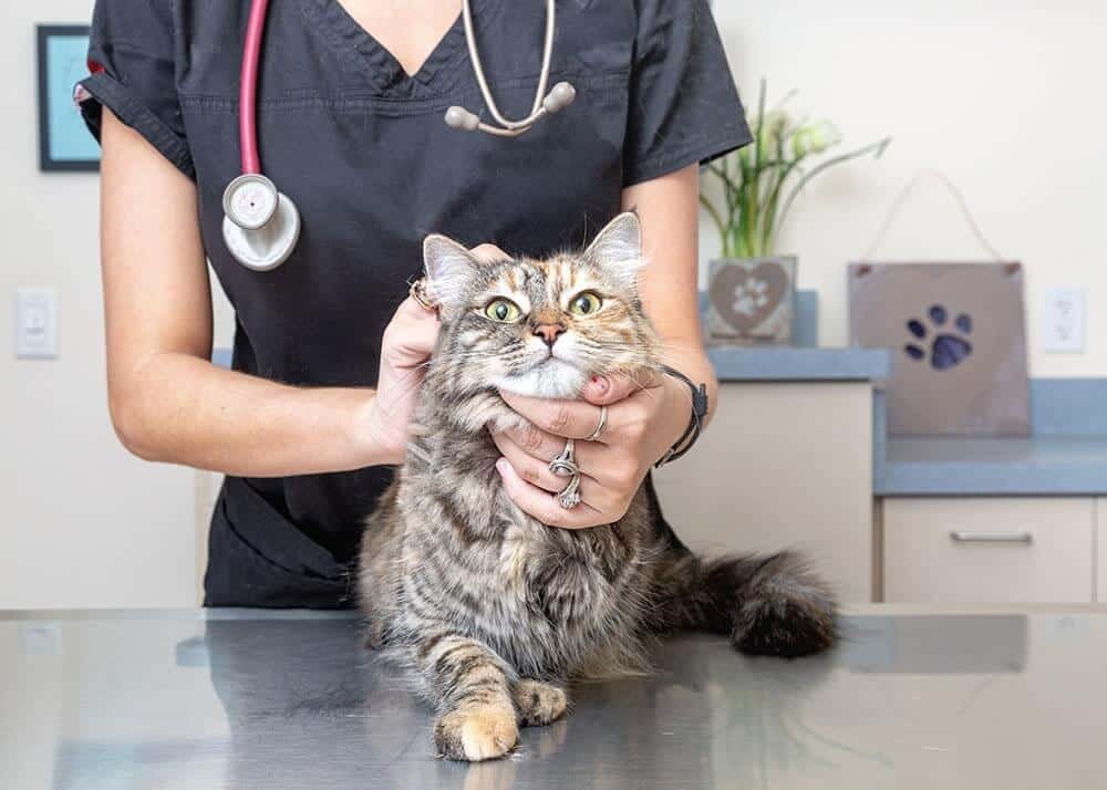 take cat to the vet