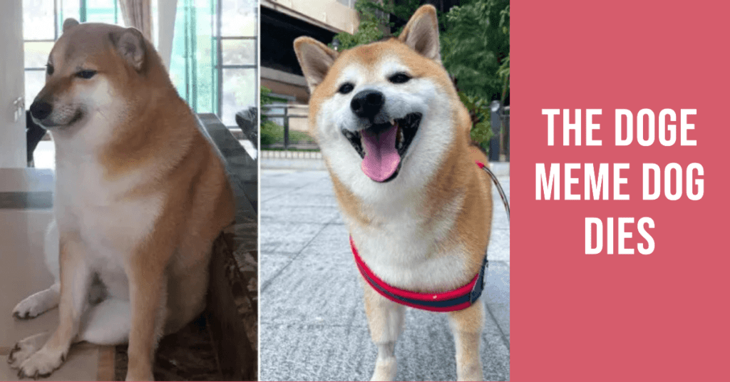 The Doge Meme Dog Dies