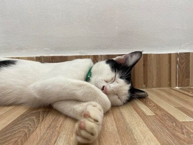 the health benefits of cats sleeping on the floor