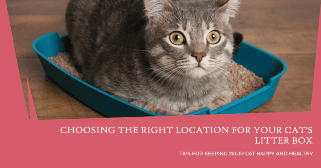 The importance of choosing the right location for a litter box