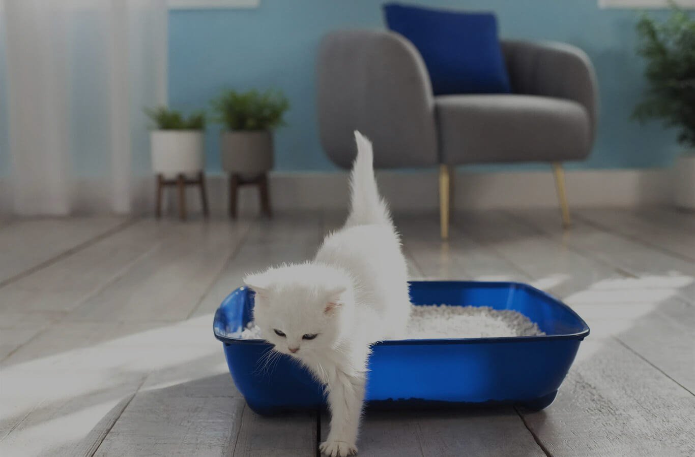 The negative consequences of placing a litter box in a bad location