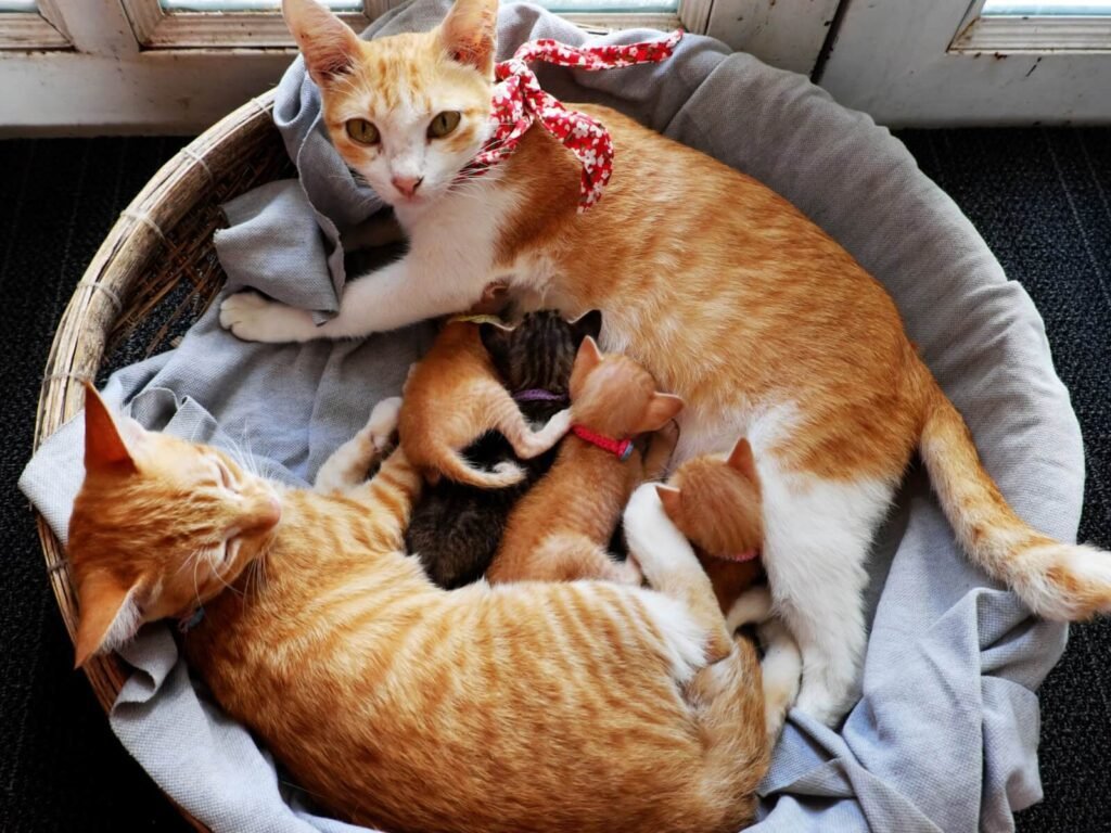 The potential implications of a 5-month-old kitten still nursing on its mom