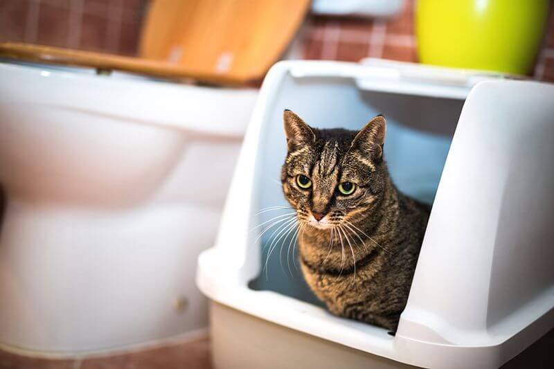 Tips for finding the best location for a litter box