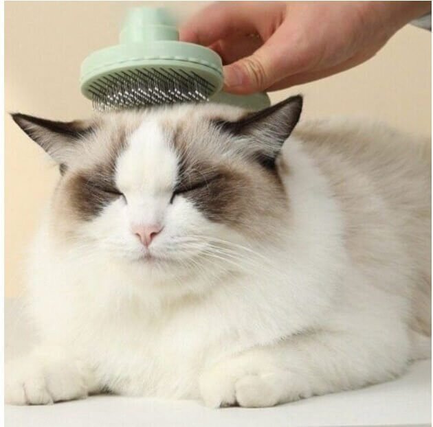 Tips for maintaining a regular grooming routine