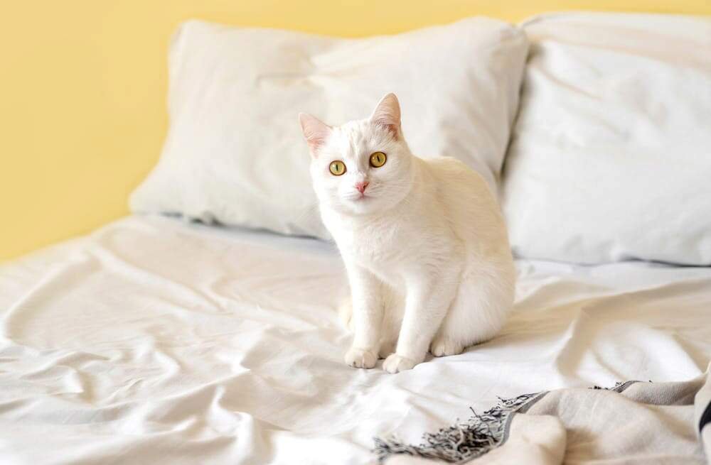 Tips for preventing the kitten from peeing on the bed