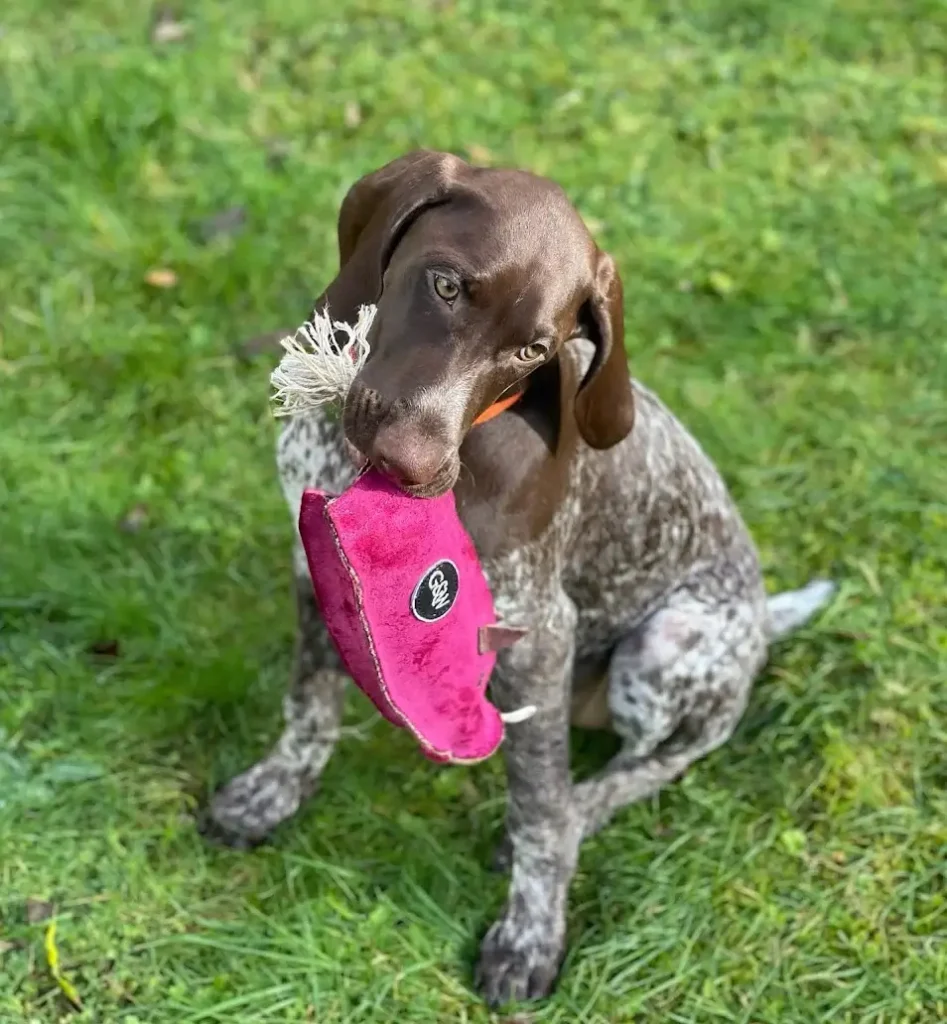 Types of Green and Wilds Dog Toys