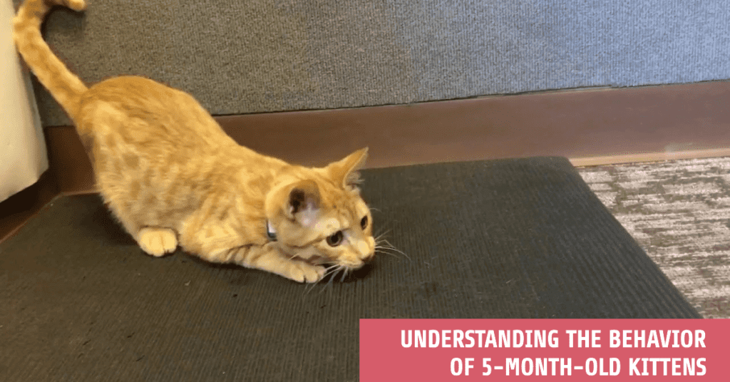 Understanding the behavior of 5-month-old kittens