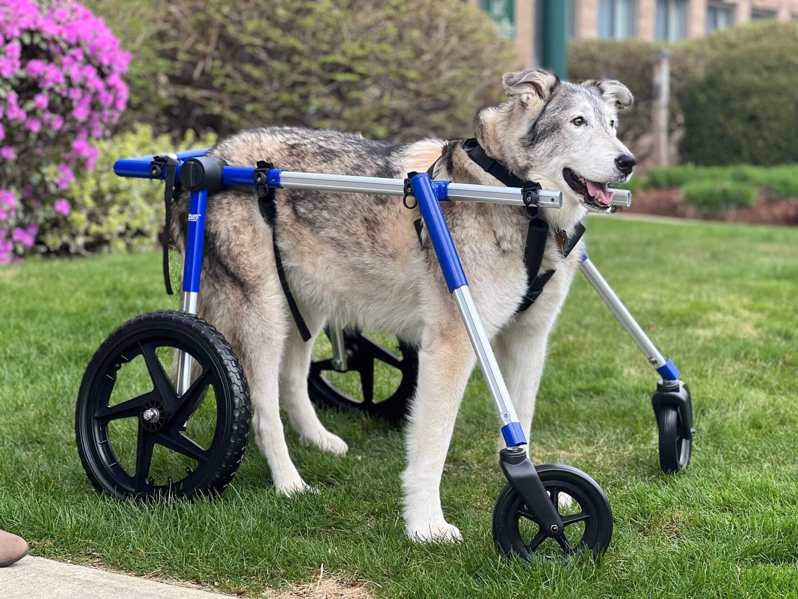 wheelchairs for dog
