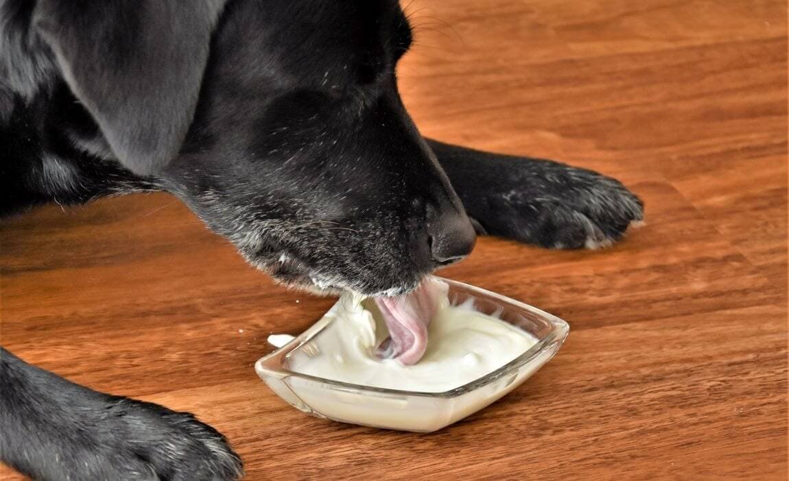 yogurt for dog After a Tooth Extraction