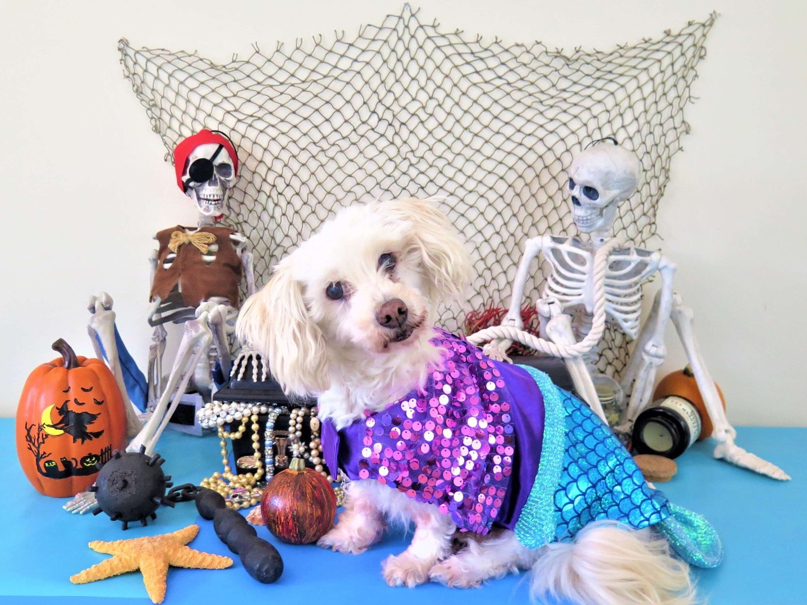 Avoid Puppy Halloween Costumes with Dangling or Choking Hazards