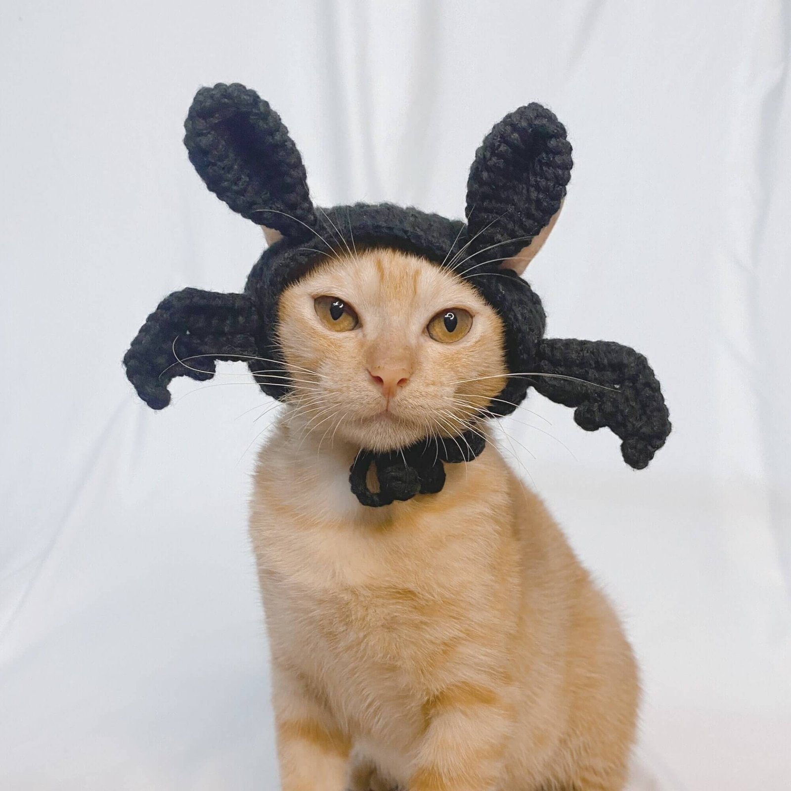 Bat Hat for cat