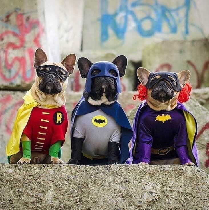 Batman and Robin costume for dog