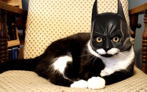 Cat Batman Costume
