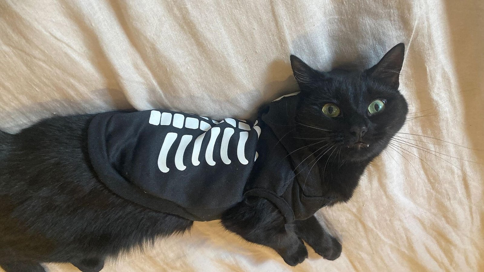 Cat Skeleton Costume