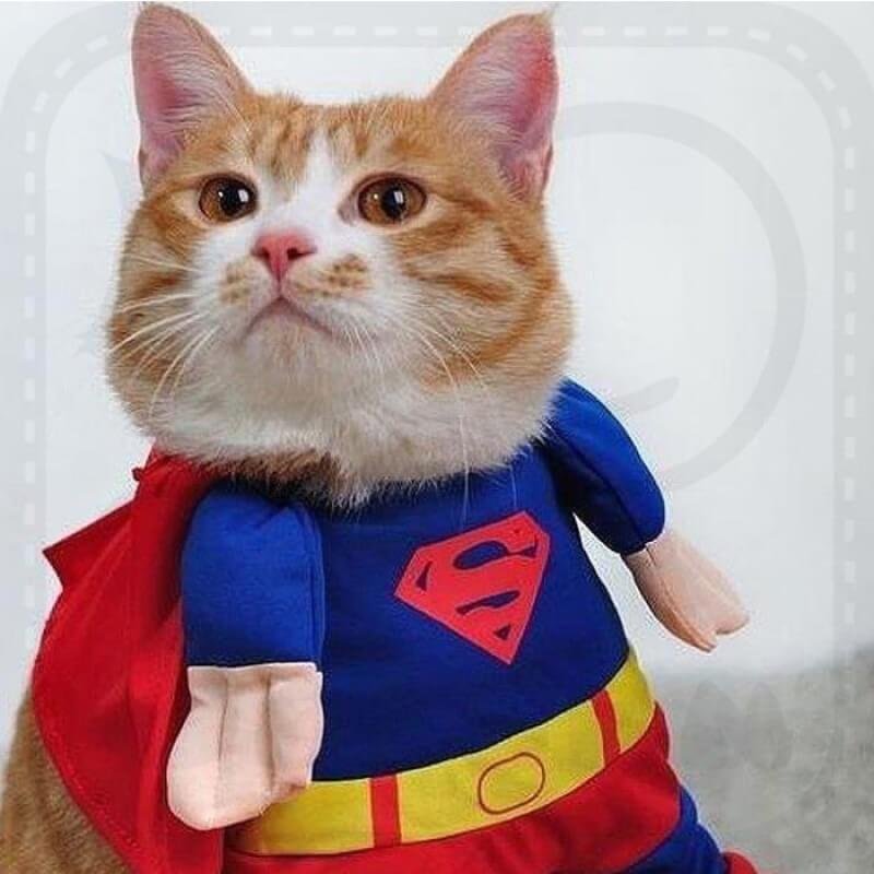 Cat Superman Costume