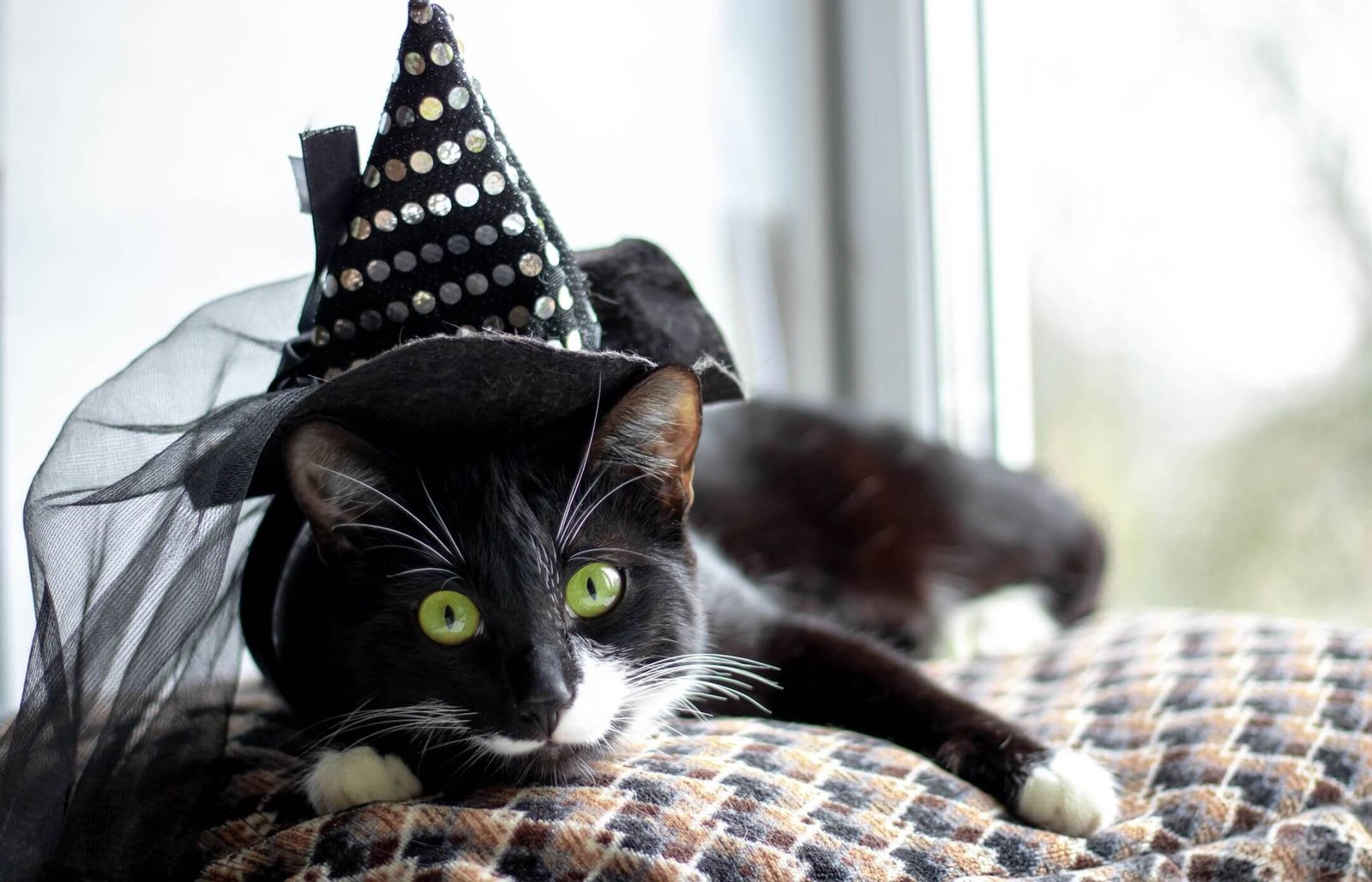Choosing the Perfect Halloween Costume for Your Cat