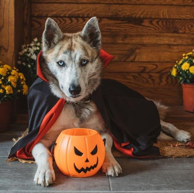 Classic Halloween Characters for dog