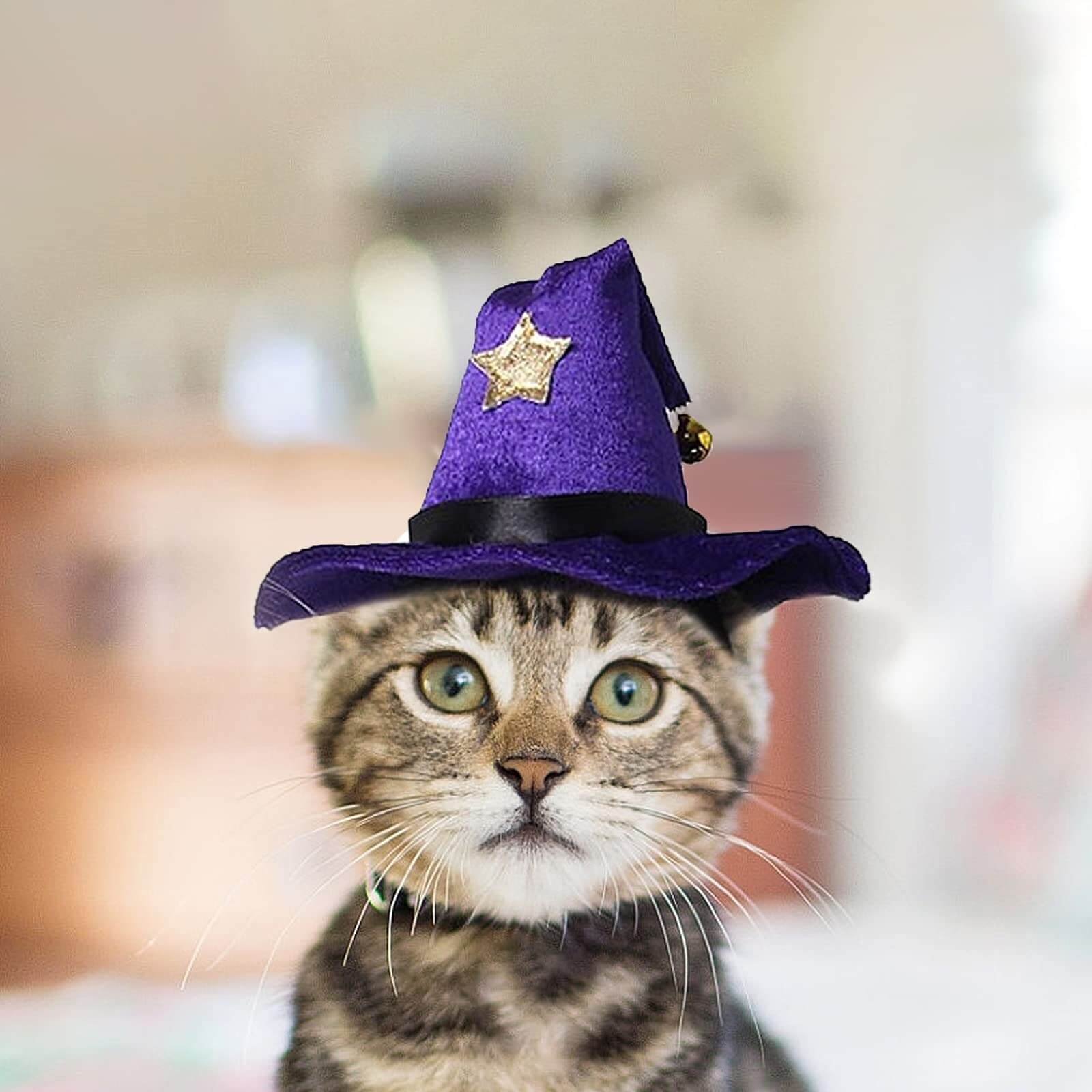 Considerations Safety when Choosing Halloween Hats for Cats