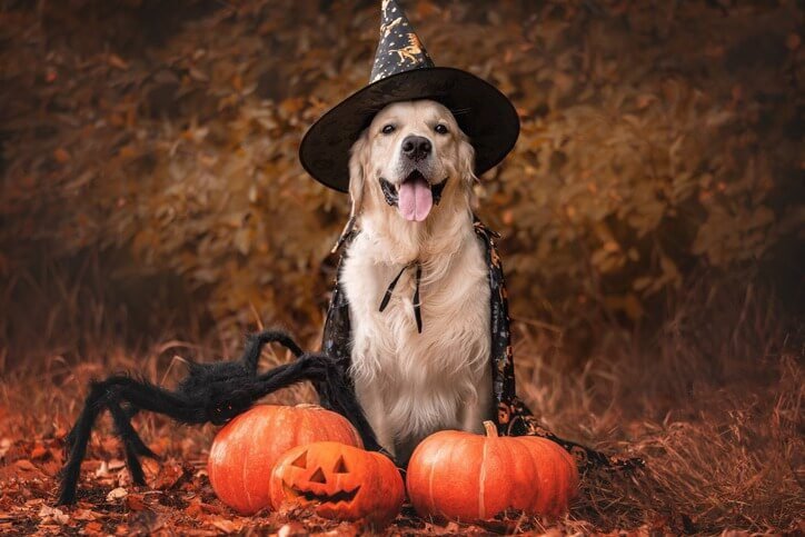 Edit and Share your puppy's Halloween photos