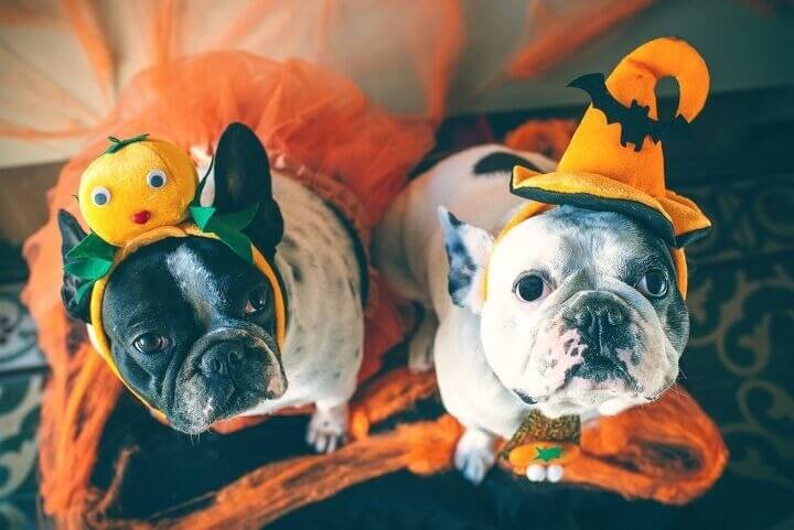 Enjoy the festivities of Halloween together with your dog
