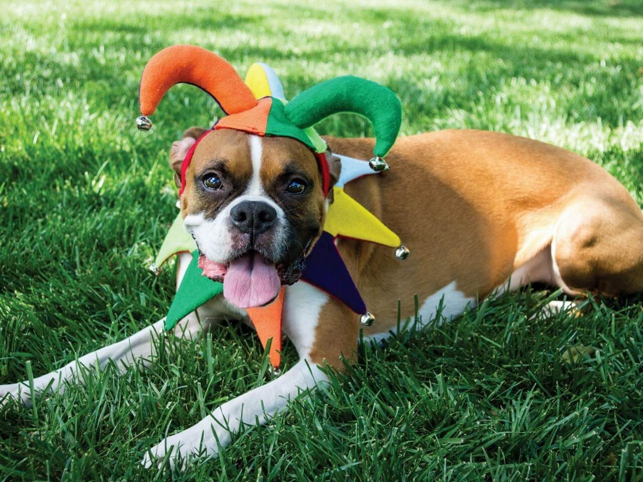 Ensure Puppy Halloween Costumes Proper Fit and Mobility