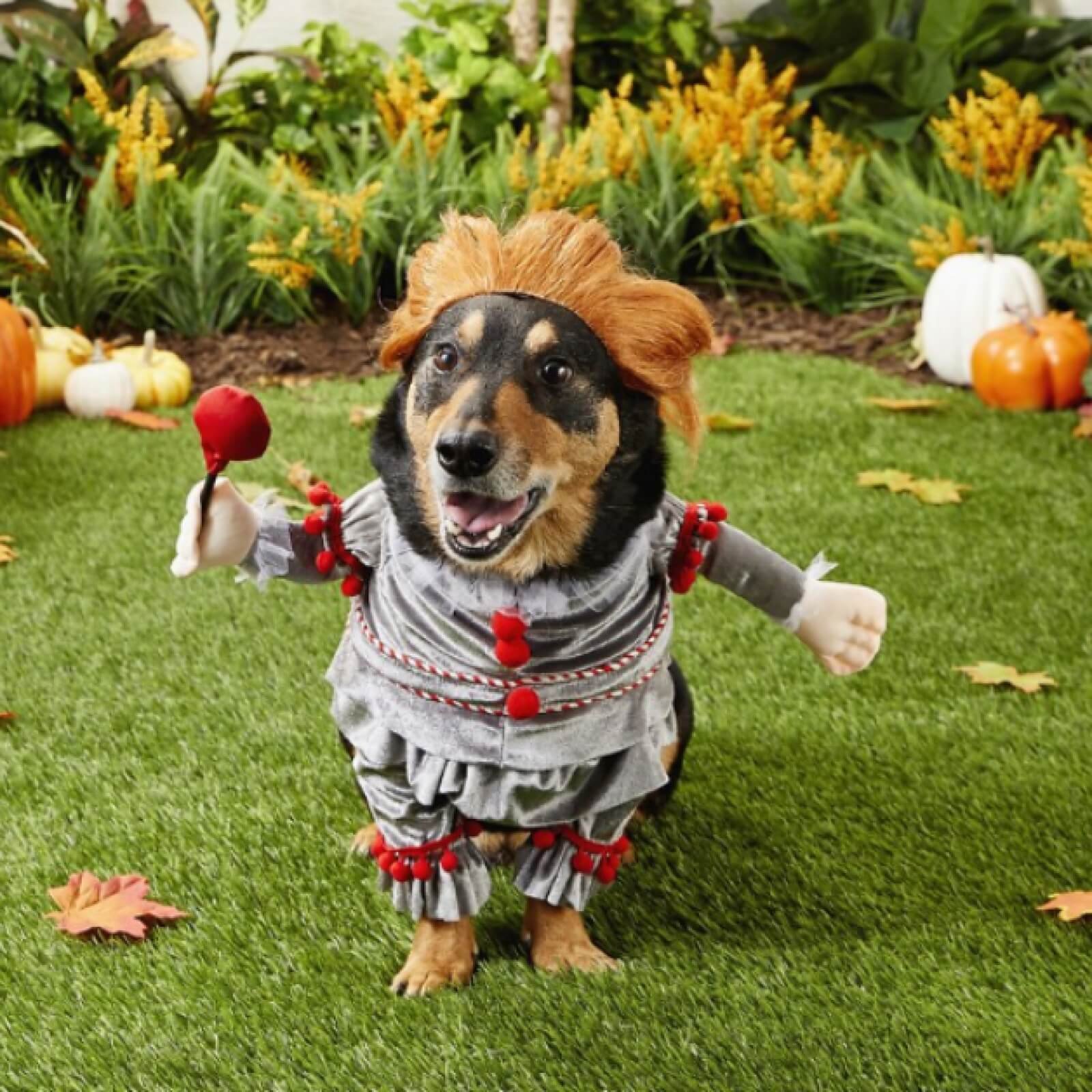 Famous Characters halloween for dog