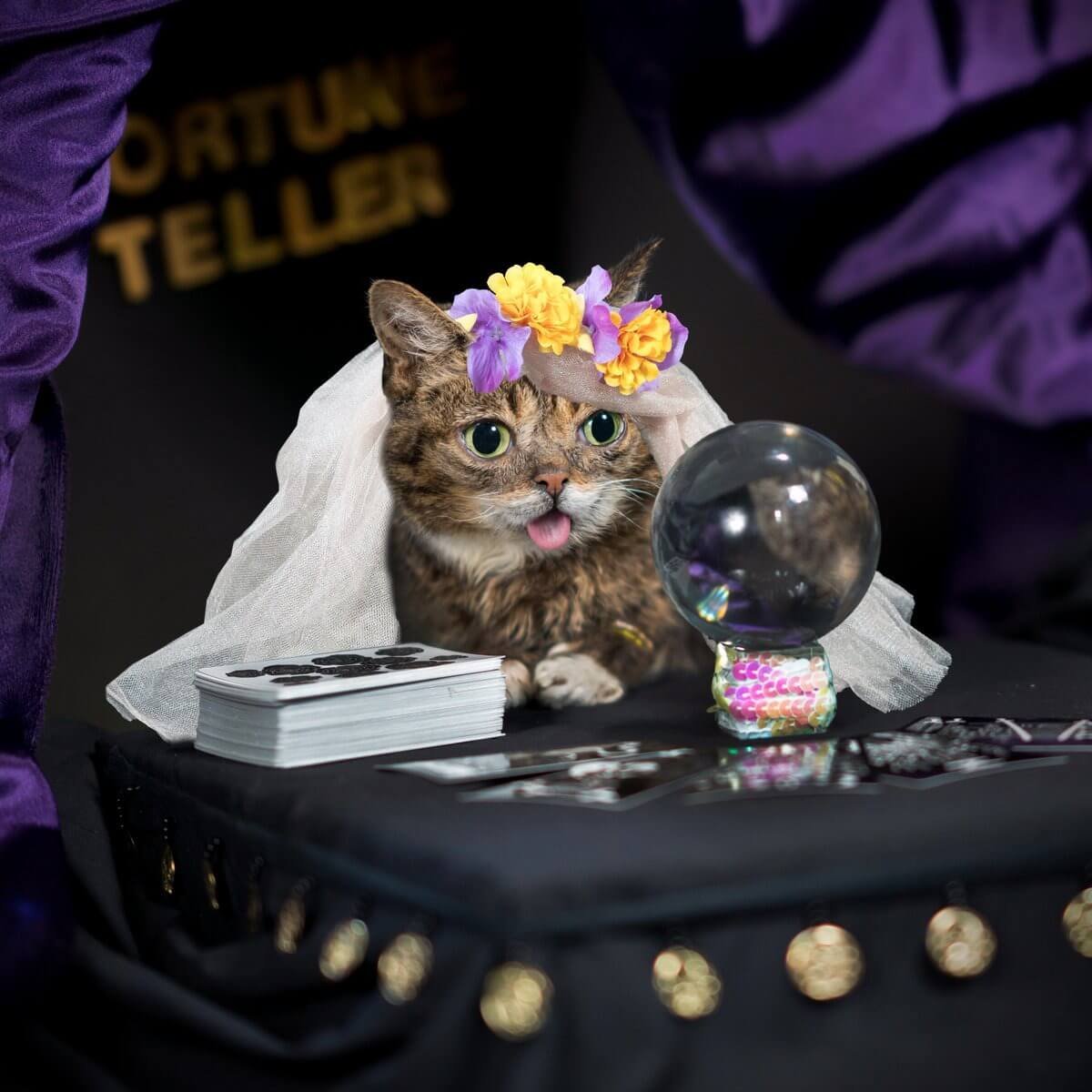 Fortune Teller Cat costume