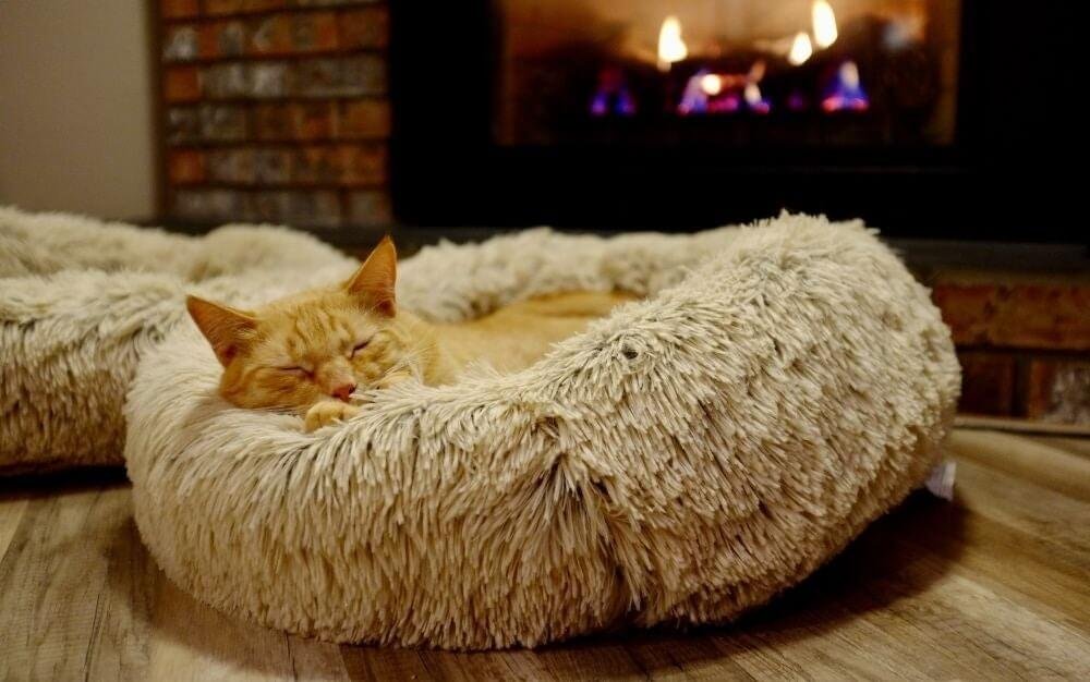 Give your kitten a soft and cozy bed to snuggle in