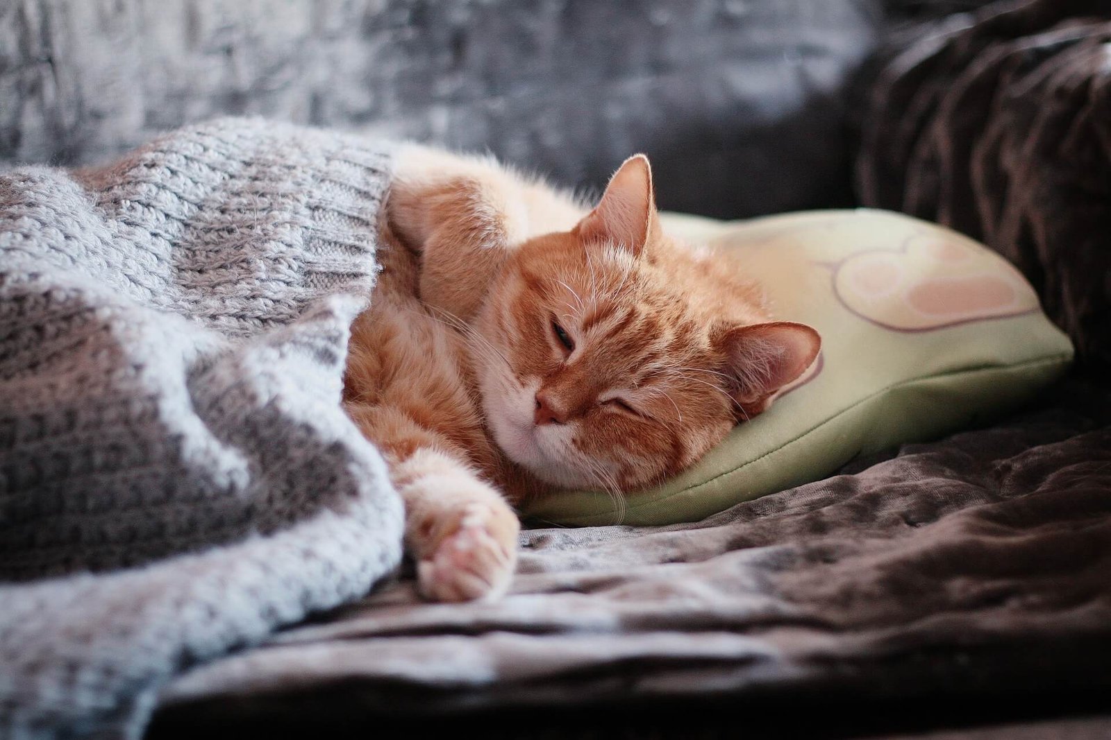 Give your kitten a warm blanket and cozy bed