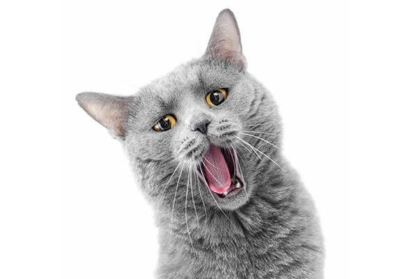 How cats communicate through vocalizations