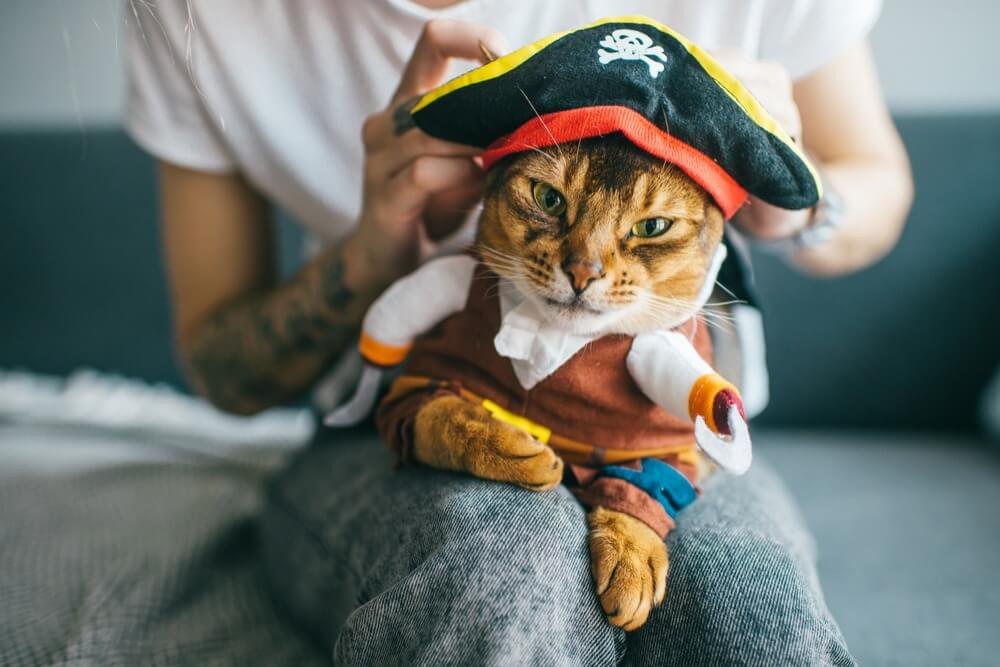 Ideas for Cute and Spooky Matching Cat Halloween Costumes