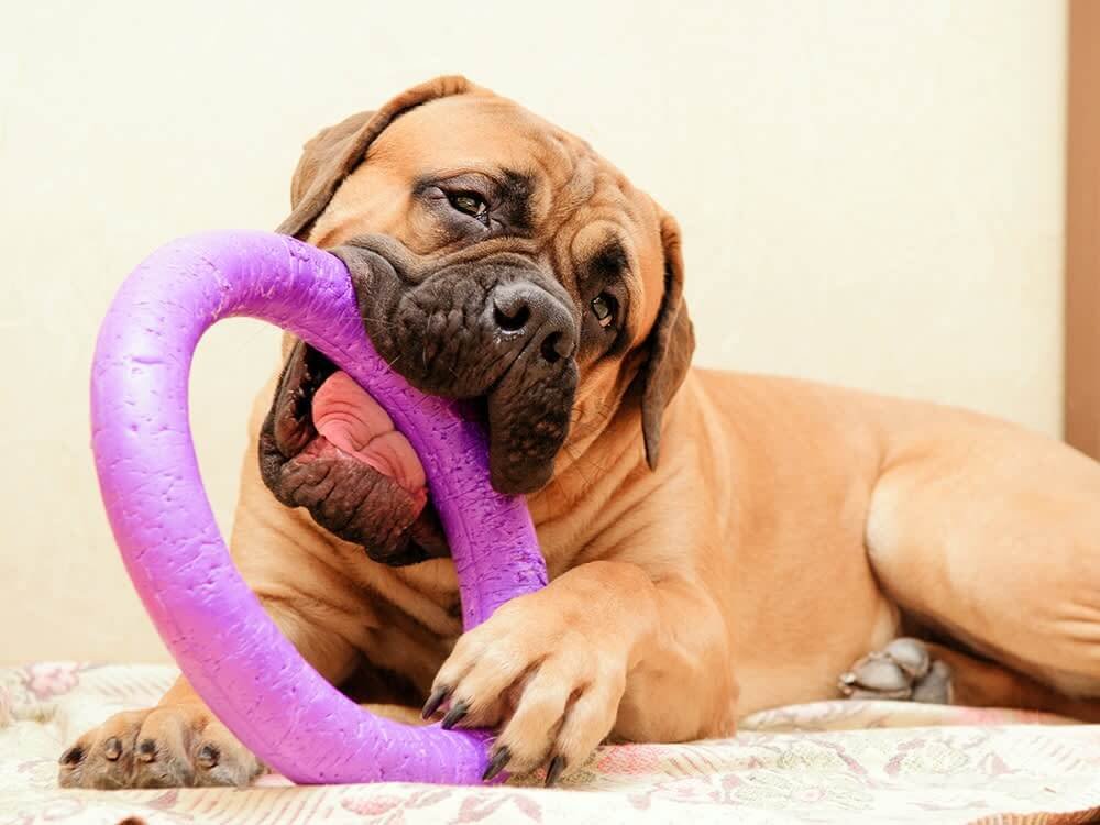 Indestructible dog toys from Canada are reliable and durable for pet owners