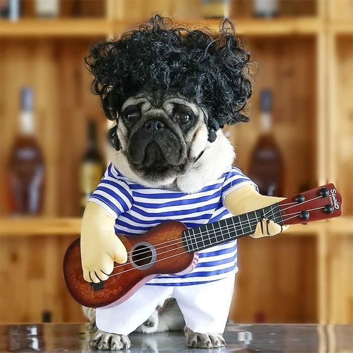 Punk Rocker and Guitarist costume for dog