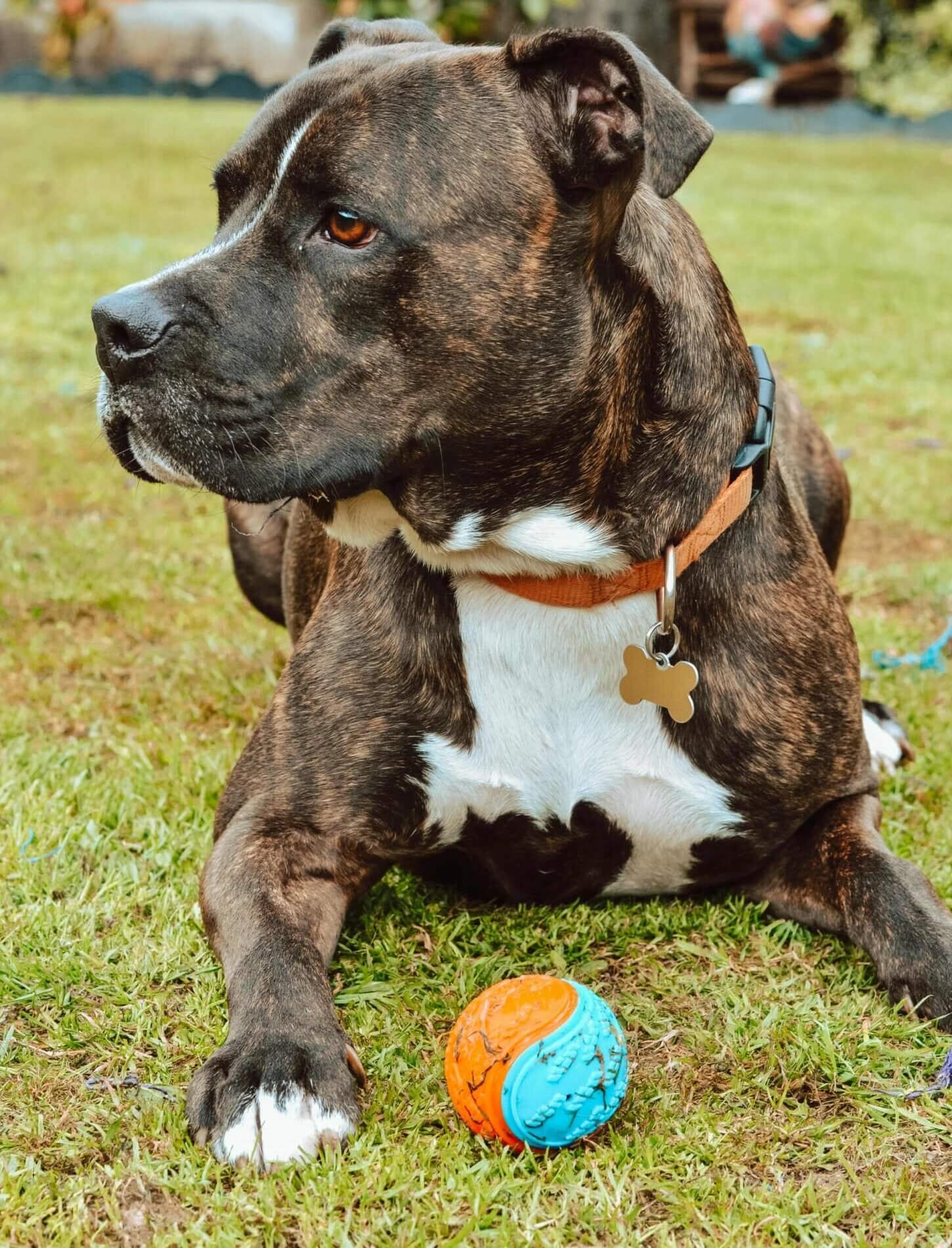 Scooby Doo Dog Ball is perfect for furry friends