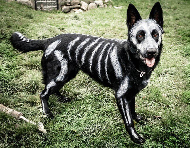 Classic Costumes Dog halloween