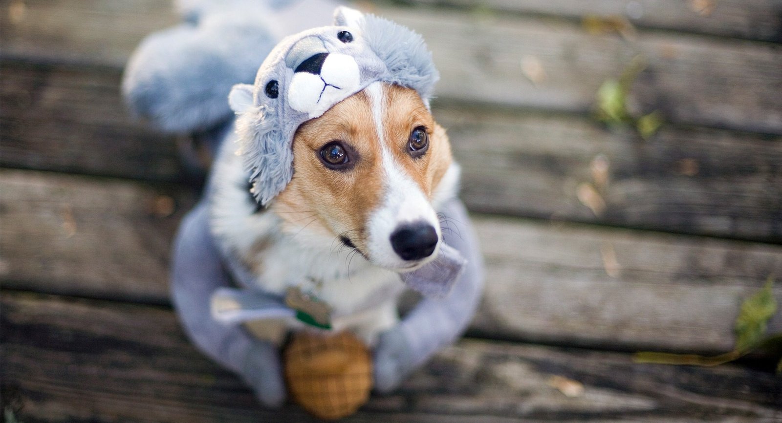 Store-Bought Puppy Halloween Costumes